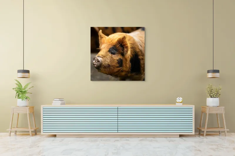 Tablou Canvas, "Porci purceluși în lumina dimineții", 100 x 100 cm – poza 5