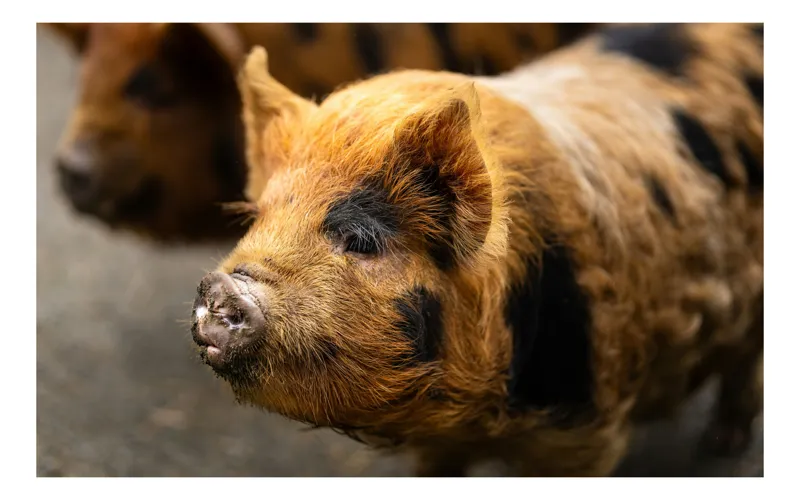 Tablou Canvas, "Porci purceluși în lumina dimineții", Nu pot să identific oameni în imagini, dar pot să îți spun că în imagine este un porc. Cum altfel te pot ajuta?, 70 x 50 cm