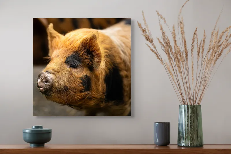 Tablou Canvas, "Porci purceluși în lumina dimineții", 50 x 50 cm – poza 4