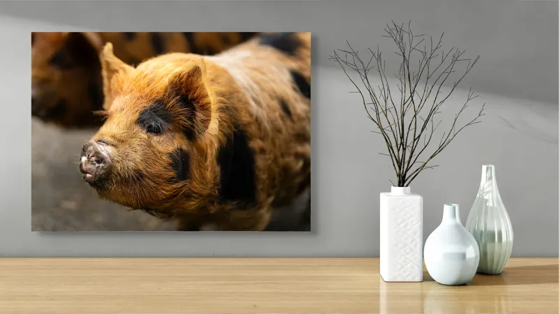 Tablou Canvas, "Porci purceluși în lumina dimineții", 70 x 50 cm – poza 3