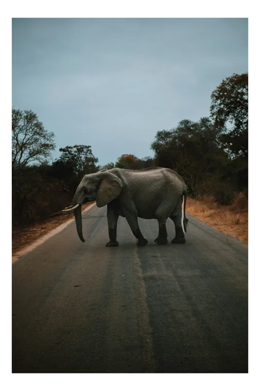 Tablou Canvas, "Oprirea elefantului pe drum pustiu", Elefant, Drum, Copaci, Cer, Natura, Liniste, Aventura, Salbaticie, 50 x 50 cm