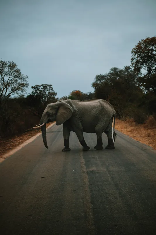 Tablou Canvas, "Oprirea elefantului pe drum pustiu", Elefant, Drum, Copaci, Cer, Natura, Liniste, Aventura, Salbaticie, 26 x 39 cm – poza 2