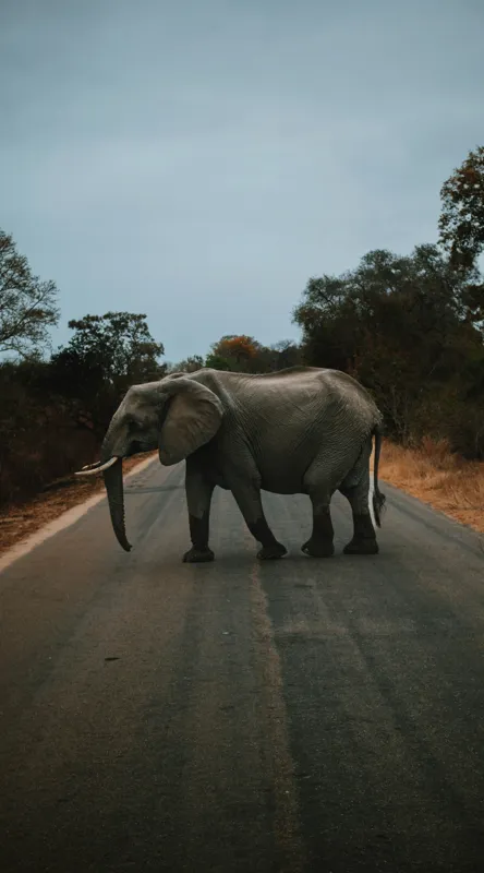 Tablou Canvas, "Oprirea elefantului pe drum pustiu", Elefant, Drum, Copaci, Cer, Natura, Liniste, Aventura, Salbaticie, 50 x 90 cm – poza 2