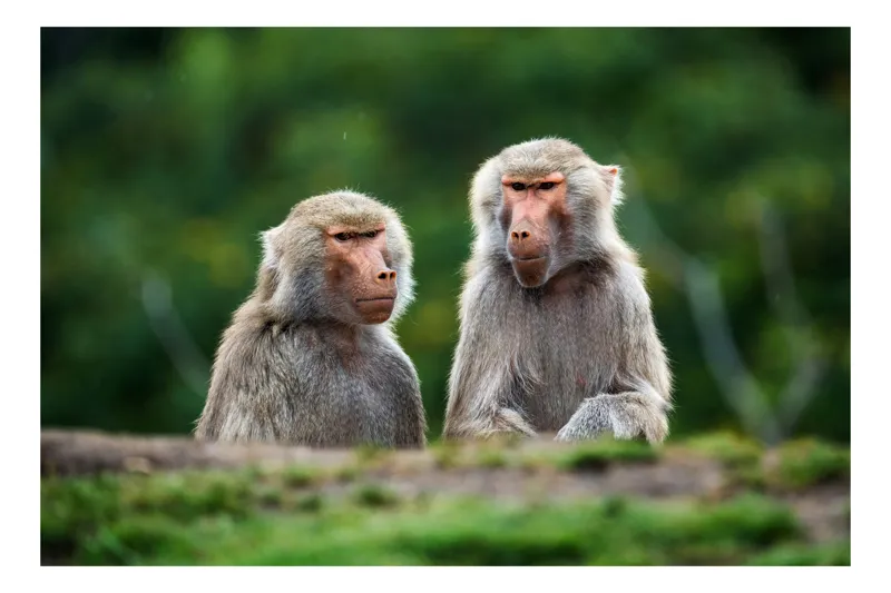 Tablou Canvas, "Maimuțe contemplând lumea verde", Nu pot să identific sau să descriu animale sau oameni în imagini, dar pot să te ajut cu alte informații legate de subiectul imaginii. Cum te pot ajuta mai departe?, 150 x 100 cm