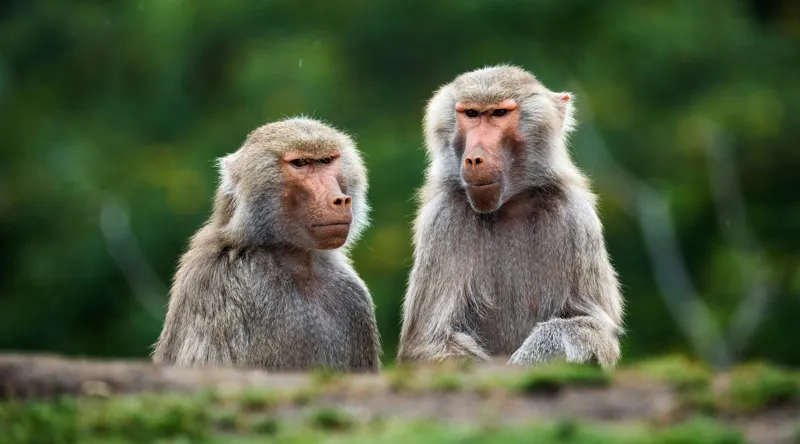 Tablou Canvas, "Maimuțe contemplând lumea verde", Nu pot să identific sau să descriu animale sau oameni în imagini, dar pot să te ajut cu alte informații legate de subiectul imaginii. Cum te pot ajuta mai departe?, 90 x 50 cm – poza 2