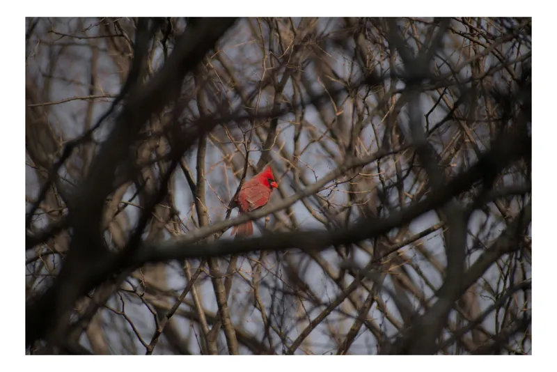 Tablou Canvas, "Cardinal singur printre crengile copacilor", Pasăre, Cardinal, Roșu, Crengi, Iarnă, Natură, Singurătate, Copac, Cer, Ramuri, 70 x 50 cm