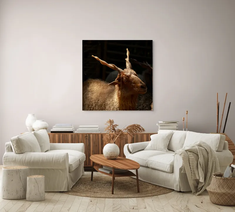 Tablou Canvas, "Capra în lumina soarelui blând", 100 x 100 cm – poza 3