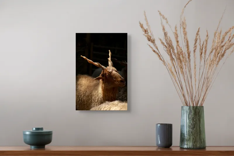 Tablou Canvas, "Capra în lumina soarelui blând", 26 x 39 cm – poza 5