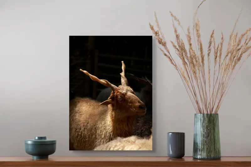 Tablou Canvas, "Capra în lumina soarelui blând", 39 x 54 cm – poza 3