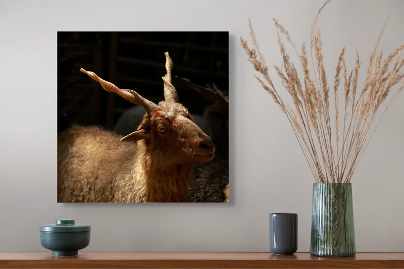 Tablou Canvas, "Capra în lumina soarelui blând", 50 x 50 cm – poza 4
