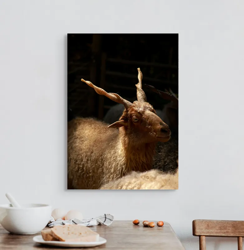 Tablou Canvas, "Capra în lumina soarelui blând", 50 x 70 cm – poza 3