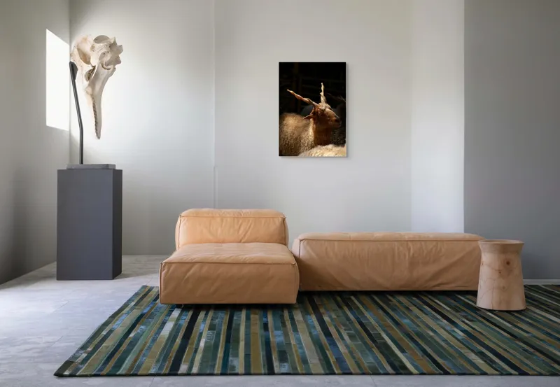 Tablou Canvas, "Capra în lumina soarelui blând", 50 x 70 cm – poza 7