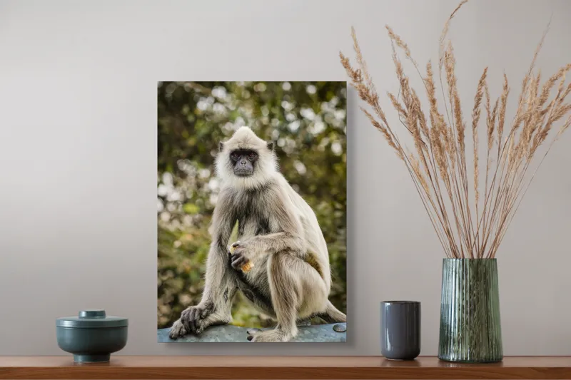 Tablou Canvas, "Maimuța contemplativă în natură liniștită", Nu pot să identific cine este în imagine, dar pot să spun că este un animal intrigant într-un mediu natural., 39 x 54 cm – poza 3