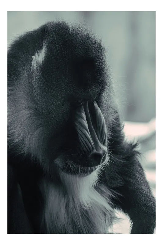 Tablou Canvas, "Meditația unui mandril singuratic", Distant, Contemplative, Mysterious, Majestic, Serene, 100 x 150 cm