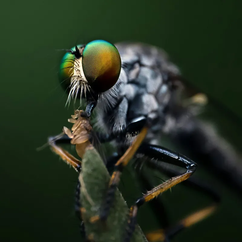 Tablou Canvas, "Dansul muștelor la amurg", Ochi, Verde, Muscă, Detalii, Natură, Macro, Insectă, Captivant., 100 x 100 cm – poza 2