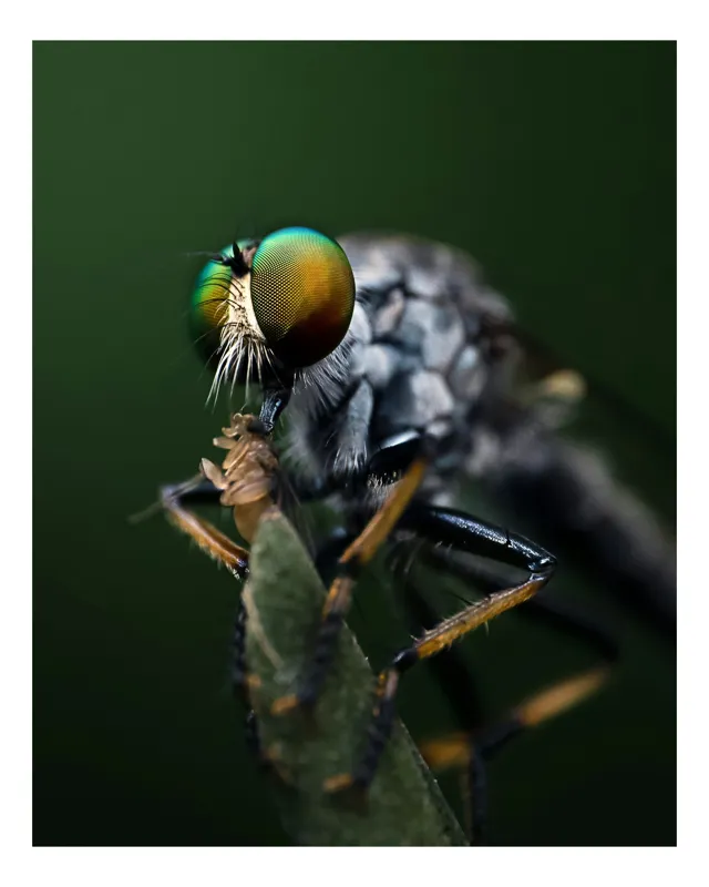 Tablou Canvas, "Dansul muștelor la amurg", Ochi, Verde, Muscă, Detalii, Natură, Macro, Insectă, Captivant., 100 x 150 cm