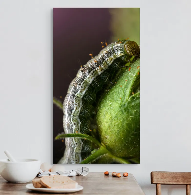 Tablou Canvas, "Omida explorând mugurii verzi ai florii", Verde, Textură, Larvă, Plantă, Detaliu, Natură, Firisos, Natură, Minunat, Gros-Plan, 50 x 90 cm – poza 3