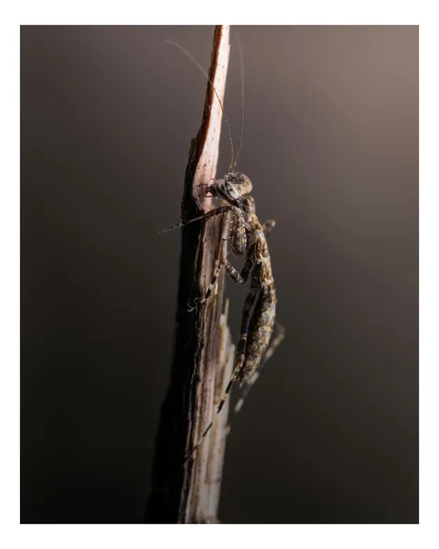 Tablou Canvas, "Mantis ascunzându-se pe tulpina uscată", Mantis, Lujit, Natură, Veveriță, Microscopic, Contrast, Delicat, Tulpină, Echilibru, Subtilitate, 100 x 100 cm