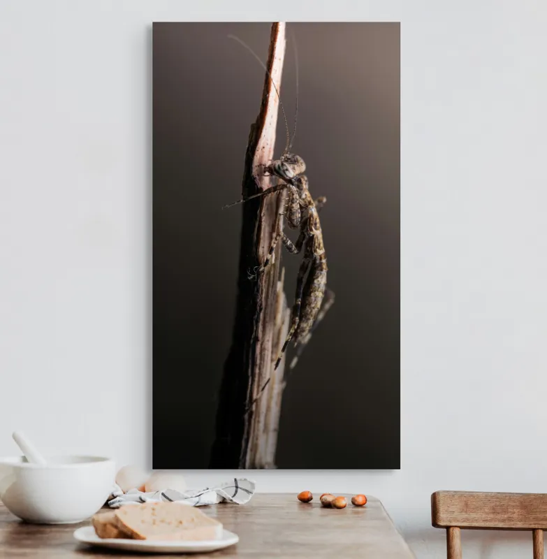 Tablou Canvas, "Mantis ascunzându-se pe tulpina uscată", Mantis, Lujit, Natură, Veveriță, Microscopic, Contrast, Delicat, Tulpină, Echilibru, Subtilitate, 50 x 90 cm – poza 3