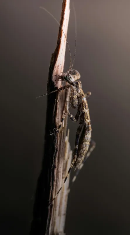 Tablou Canvas, "Mantis ascunzându-se pe tulpina uscată", Mantis, Lujit, Natură, Veveriță, Microscopic, Contrast, Delicat, Tulpină, Echilibru, Subtilitate, 50 x 90 cm – poza 2