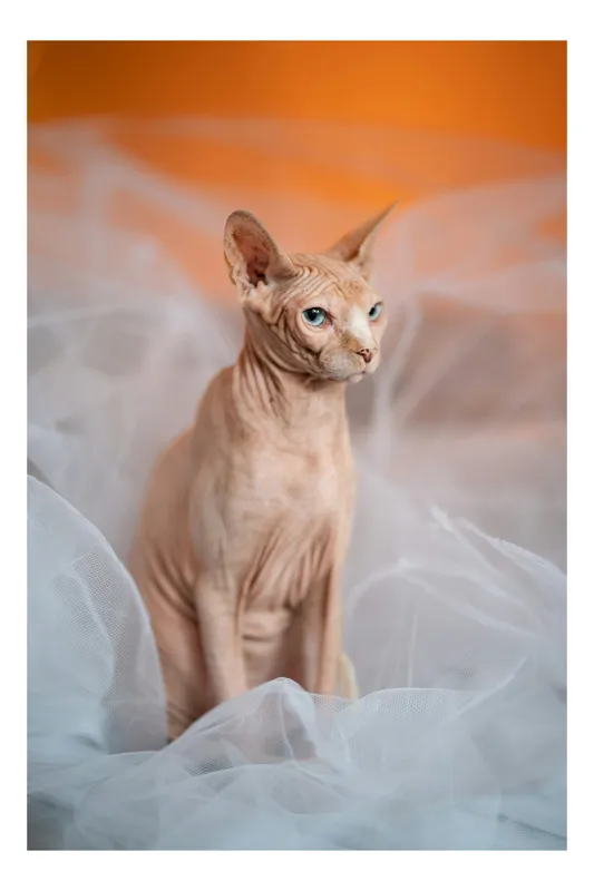 Tablou Canvas, "Prințul regal fără blană în voaluri", Pisică, Fără Blană, Ochi Albaştri, Urechi Ascuţite, Fundal Portocaliu, Textură Delicată, Poziţie Dignă, Privire Intensă, 50 x 90 cm