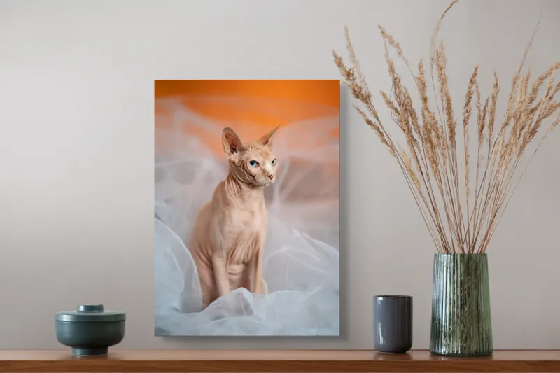 Tablou Canvas, "Prințul regal fără blană în voaluri", Pisică, Fără Blană, Ochi Albaştri, Urechi Ascuţite, Fundal Portocaliu, Textură Delicată, Poziţie Dignă, Privire Intensă, 39 x 54 cm – poza 3