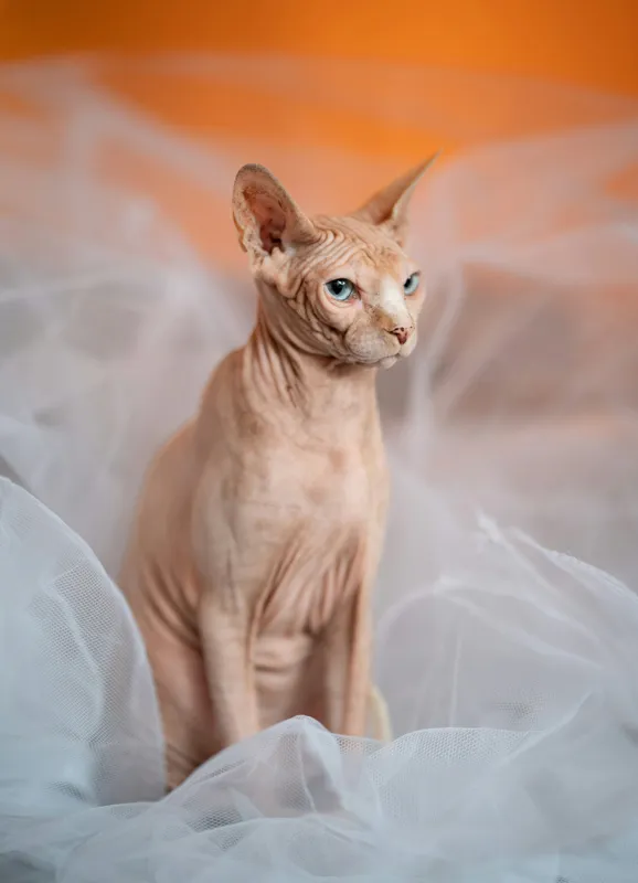 Tablou Canvas, "Prințul regal fără blană în voaluri", Pisică, Fără Blană, Ochi Albaştri, Urechi Ascuţite, Fundal Portocaliu, Textură Delicată, Poziţie Dignă, Privire Intensă, 39 x 54 cm – poza 2
