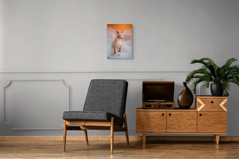 Tablou Canvas, "Prințul regal fără blană în voaluri", Pisică, Fără Blană, Ochi Albaştri, Urechi Ascuţite, Fundal Portocaliu, Textură Delicată, Poziţie Dignă, Privire Intensă, 39 x 54 cm – poza 8