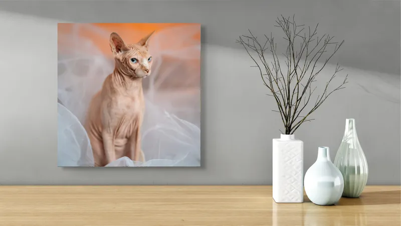 Tablou Canvas, "Prințul regal fără blană în voaluri", Pisică, Fără Blană, Ochi Albaştri, Urechi Ascuţite, Fundal Portocaliu, Textură Delicată, Poziţie Dignă, Privire Intensă, 50 x 50 cm – poza 3
