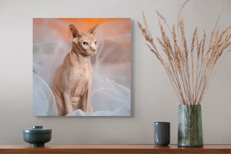 Tablou Canvas, "Prințul regal fără blană în voaluri", Pisică, Fără Blană, Ochi Albaştri, Urechi Ascuţite, Fundal Portocaliu, Textură Delicată, Poziţie Dignă, Privire Intensă, 50 x 50 cm – poza 4
