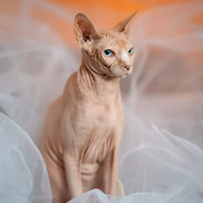 Tablou Canvas, "Prințul regal fără blană în voaluri", Pisică, Fără Blană, Ochi Albaştri, Urechi Ascuţite, Fundal Portocaliu, Textură Delicată, Poziţie Dignă, Privire Intensă, 50 x 50 cm – poza 2
