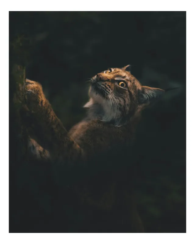 Tablou Canvas, "Lynx în lumina misterioasă a pădurii", Felina, Privire, Pădure, Mister, Lumină, Curiozitate, 50 x 90 cm