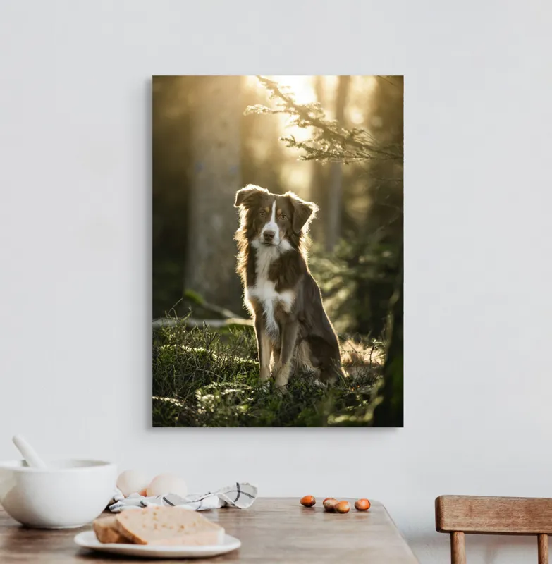 Tablou Canvas, "Lumina dimineții în pădurea tainică", Câine, Pădure, Lumină, Blană, Peisaj, Privire, Natură, Relaxare, 50 x 70 cm – poza 3