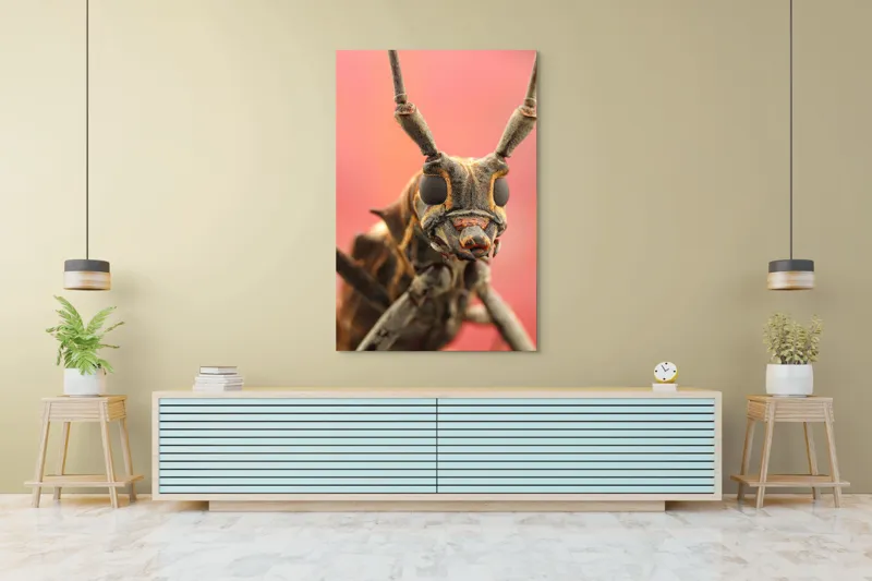 Tablou Canvas, "Gărgăriță pe fundal roșu vibrant", Antene, Ochi, Textură, Detalii, Fundal, Colorat, Insectă, Prim-plan, 100 x 150 cm – poza 4