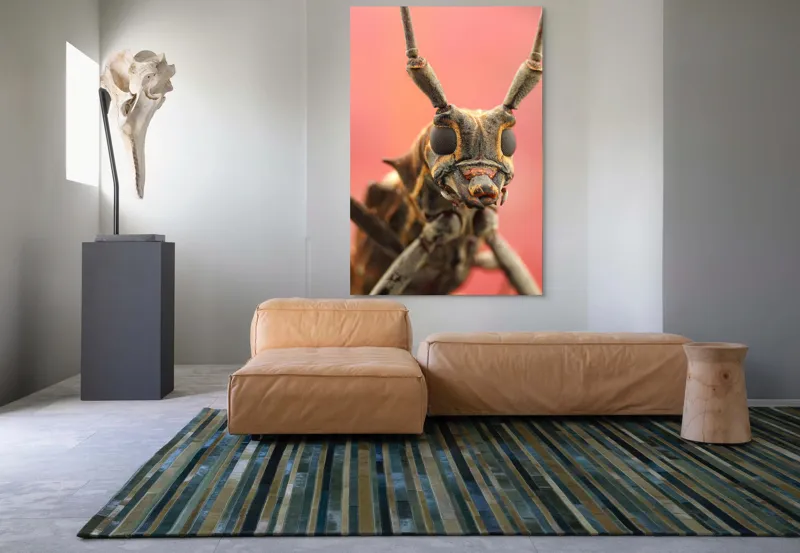 Tablou Canvas, "Gărgăriță pe fundal roșu vibrant", Antene, Ochi, Textură, Detalii, Fundal, Colorat, Insectă, Prim-plan, 100 x 150 cm – poza 7