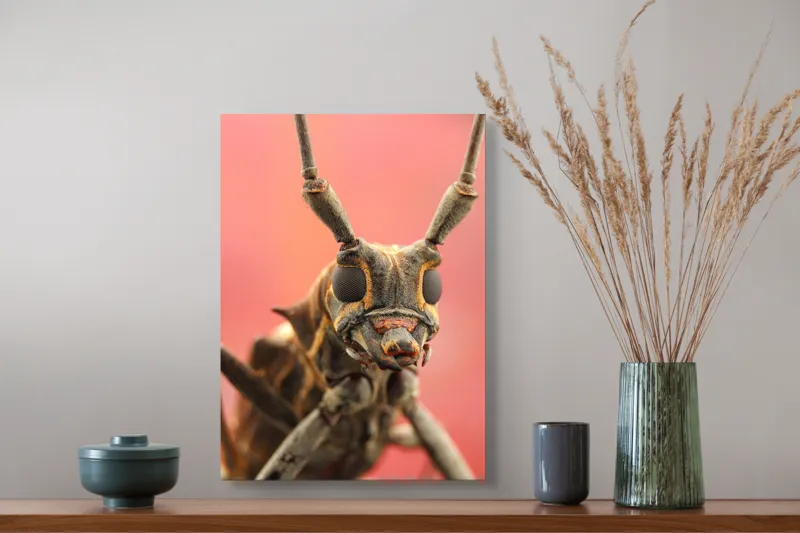 Tablou Canvas, "Gărgăriță pe fundal roșu vibrant", Antene, Ochi, Textură, Detalii, Fundal, Colorat, Insectă, Prim-plan, 39 x 54 cm – poza 3