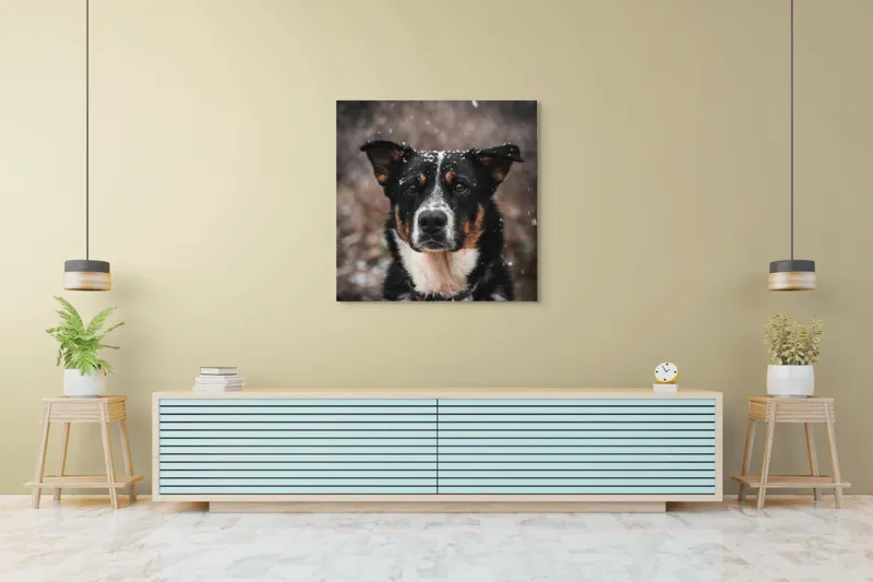 Tablou Canvas, "Câine în zăpadă privire serioasă", Câine, Negru, Alb, Zăpadă, Privire, Urechi, Blană, Iarnă, Curiozitate, Natură, 100 x 100 cm – poza 5