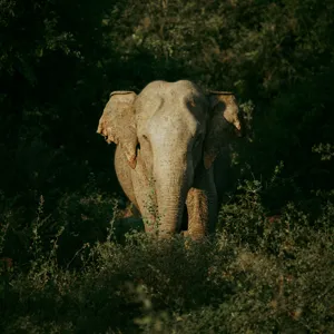 Tablou Canvas, "Elefant singuratic în pădurea deasă", 100 x 100 cm – poza 2