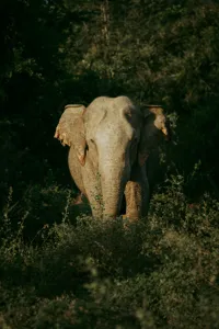 Tablou Canvas, "Elefant singuratic în pădurea deasă", 100 x 150 cm – poza 2