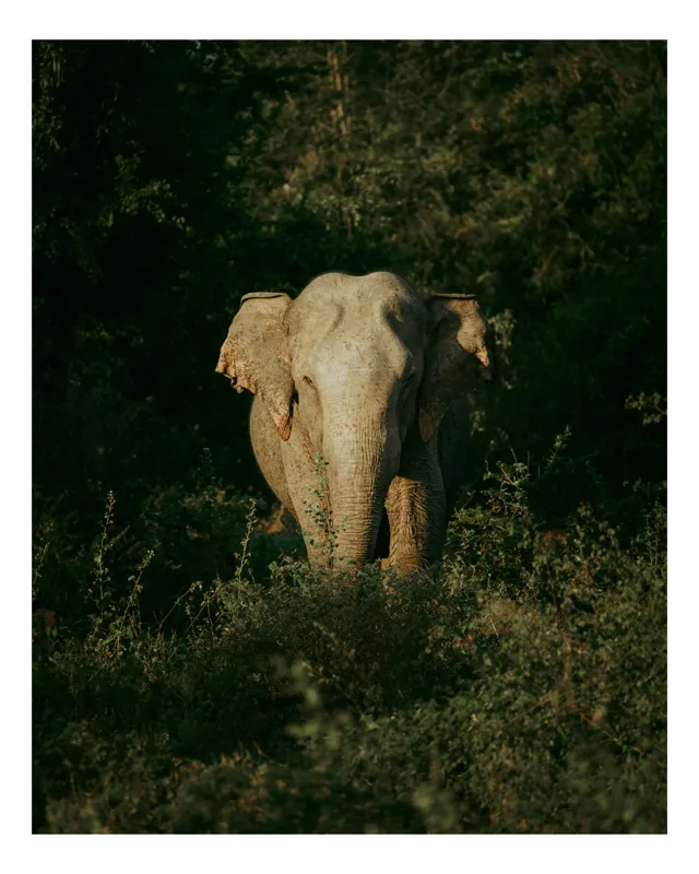 Tablou Canvas, "Elefant singuratic în pădurea deasă", Nu pot identifica cine este în imagine., 26 x 39 cm