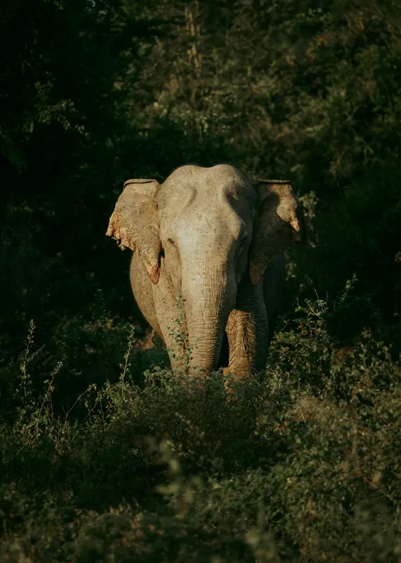 Tablou Canvas, "Elefant singuratic în pădurea deasă", 50 x 70 cm – poza 2