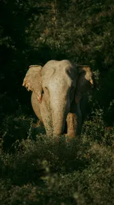 Tablou Canvas, "Elefant singuratic în pădurea deasă", 50 x 90 cm – poza 2