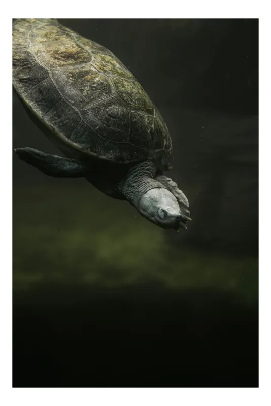 Tablou Canvas, "Turtle subacvatic în film spectaculos", Testoasă, Apă, Înot, Cenușiu, Solzi, Relaxare, Subacvatic, Natură., 100 x 150 cm