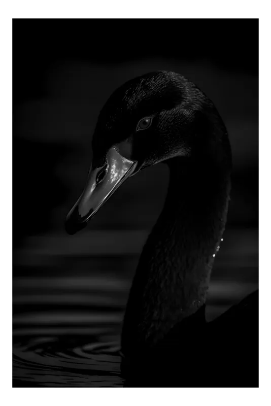 Tablou Canvas, "Eleganța lebedei negre în noapte", Negru, Lebădă, Reflecție, Apă, Umbre, Eleganță, Lumină, Siluetă, 50 x 70 cm