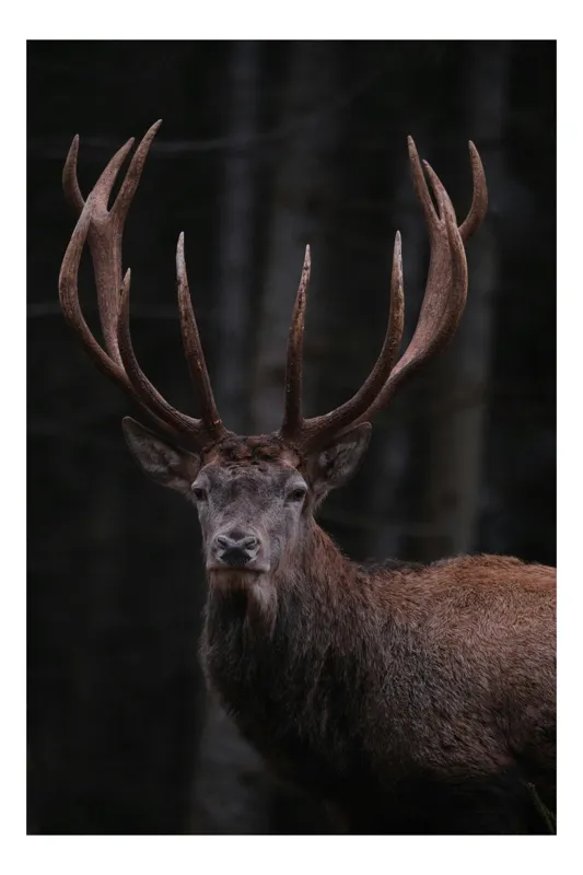 Tablou Canvas, "Stăpânul pădurii întunecate veghează", Majestic, Stag, Antlers, Forest, Noble, Wild, Serene, Powerful, 100 x 100 cm