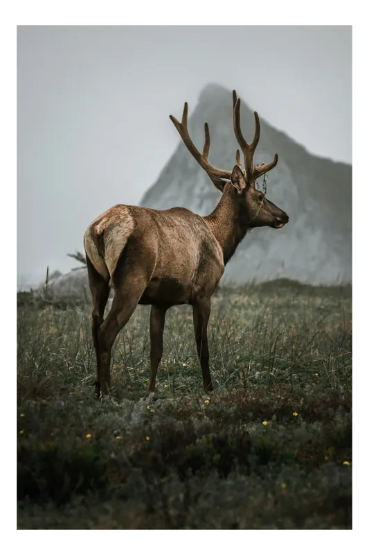 Tablou Canvas, "Cerbul singuratic în ceață deasă", Cerb, Munte, Iarbă, Ceață, Sălbăticie, Peisaj, Natură, Tranquilitate, 70 x 100 cm