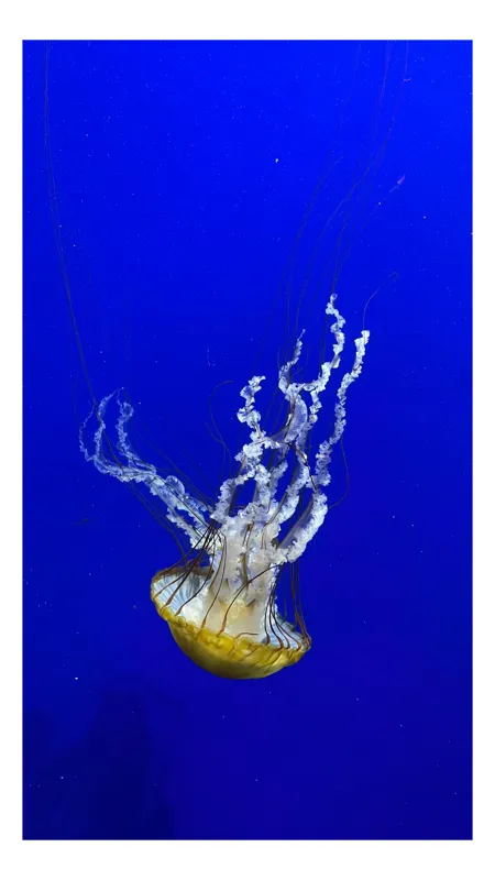 Tablou Canvas, "Meduză dansând în ocean albastru", Translucidă, Grațioasă, Lumină, Oceanică, Albastră, Valsand, Etereală, Misterioasă, Meduză, Acvatică, 50 x 90 cm