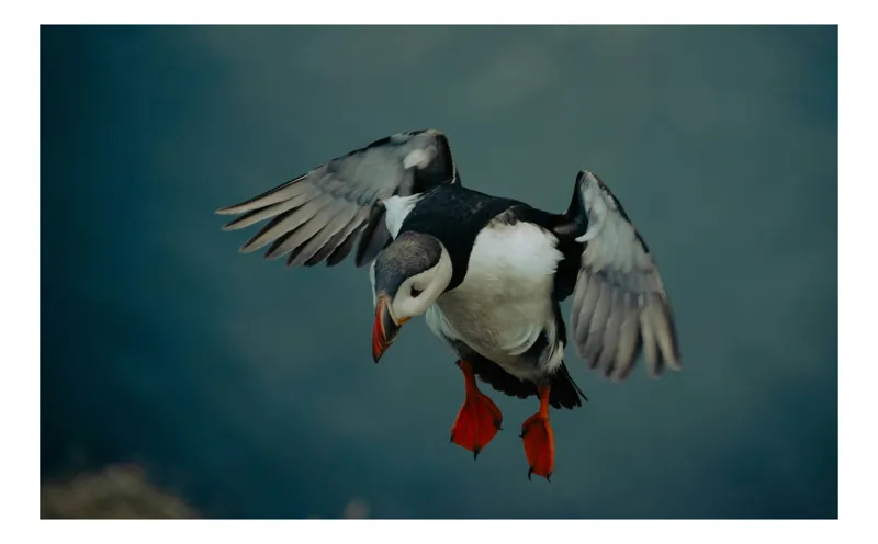 Tablou Canvas, "Zborul grațios al puffinului arctic", Puffin, Zbor, Aripi, Ocean, Penaj, Frumos, Calm, Natura, Libertate, Gratie, 70 x 50 cm