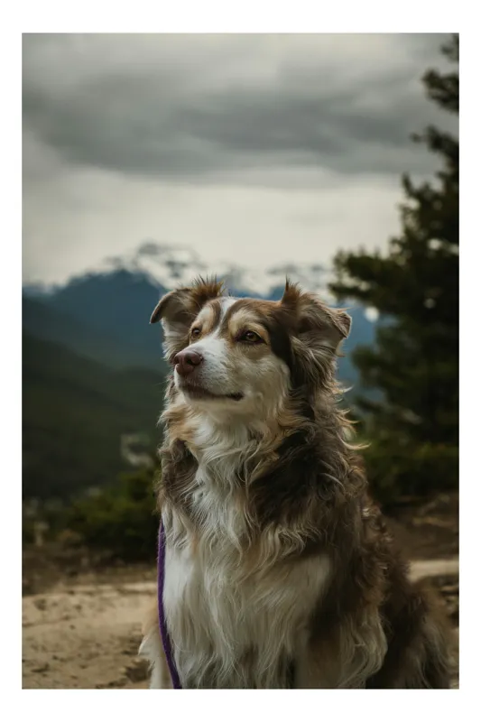 Tablou Canvas, "Paznic al vârfurilor înzăpezite", Nu pot spune cine este în imagine, dar observ un câine frumos care stă într-un peisaj montan. Dacă te pot ajuta cu altceva legat de imagine sau descrierea ei, anunță-mă!, 39 x 54 cm