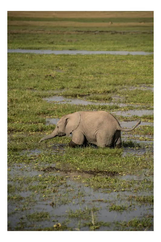 Tablou Canvas, "Elefănțel în mijlocul savanei verzi", Elefant, Iarbă, Apă, Natură, Câmpie, Sălbăticie, Trunchi, Pui, Verde, Peisaj, 100 x 100 cm